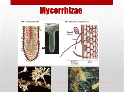 Introduction to mycorrhiza