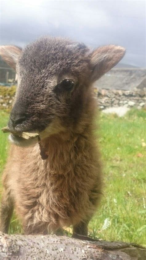 Soay lamb | Scottish animals, Animals, Lamb sheep