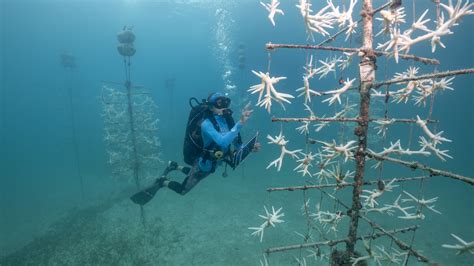 Florida’s Record-Breaking Sea Temperatures Are Forcing Coral to Move ...