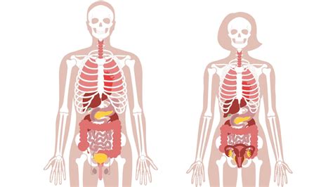 Picture Of A Human Body - aphroditetrend