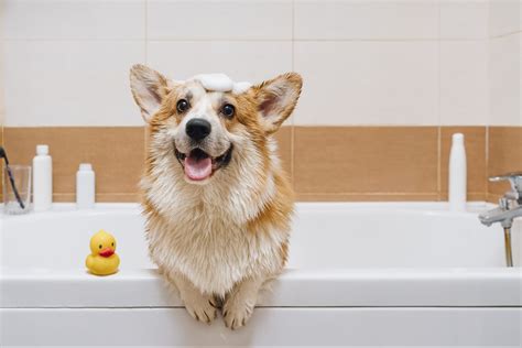 Dog Bathing Tips and Tricks: The Key to a Successful Dog Bath