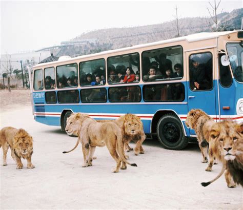 Farewell, Everland Safari World Bus! - Samsung C&T Newsroom