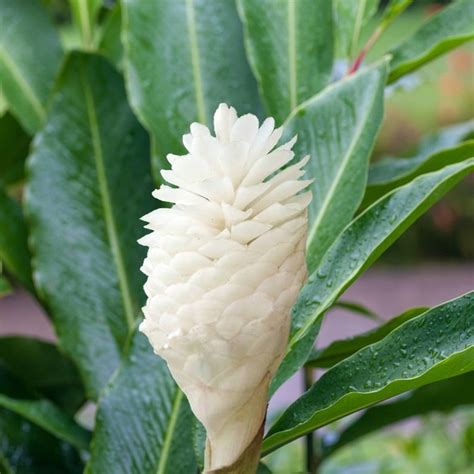 Ginger Alpinia purpurea Purest White Flower Ginger Live | Etsy