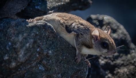 How Flying Squirrels Control Their Glide — Biological Strategy — AskNature