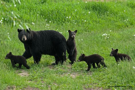 Marathon Runner Attacked & Hospitalized By Black Bear During Race in ...