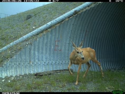 It's Amazing to See Wildlife Crossings Like Never Before | TranBC