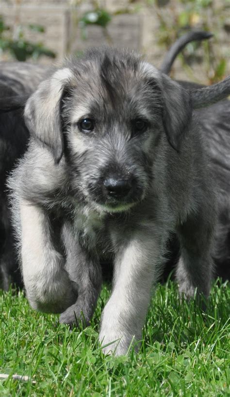 Irish Wolfhound Puppies From Heart Tested Parents Only — Bonaforte ...