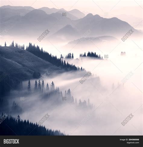 Picturesque Forest Fog Image & Photo (Free Trial) | Bigstock