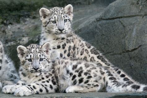 Snow Leopard Cubs - ZooChat