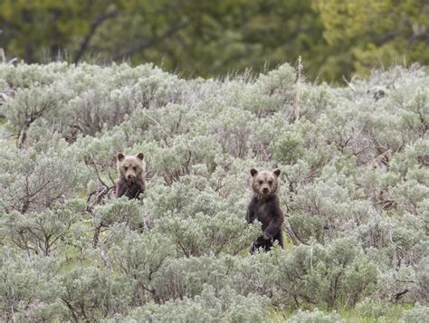 Bringing Back the Grizzly Bear to the North Cascades - The National ...