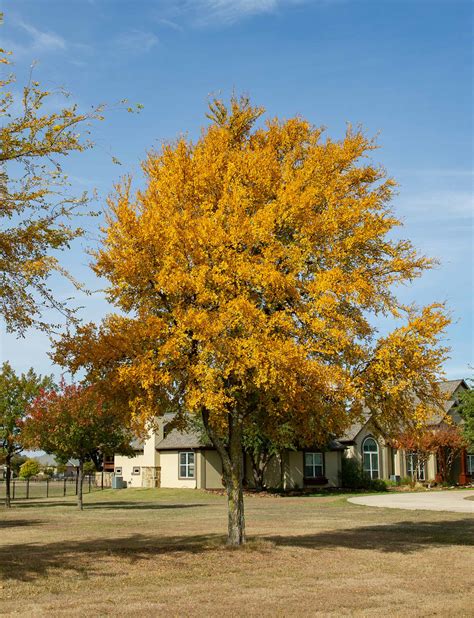 The Cedar Elm: Perfect for Urban and Rural Landscapes