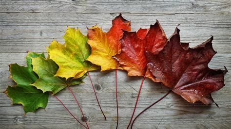 Why Do Leaves Change Color in the Fall? - O'Toole's Garden Centers