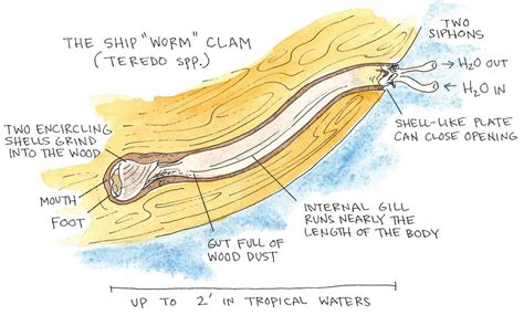 Ship "Worm" Clam - National Maritime Historical Society