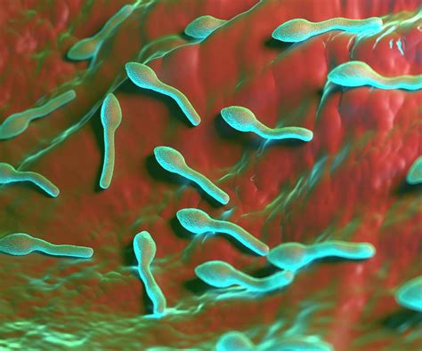 Clostridium Tetani Bacteria