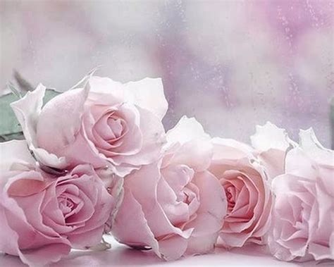 Light Pink Roses Wallpaper - WallpaperSafari