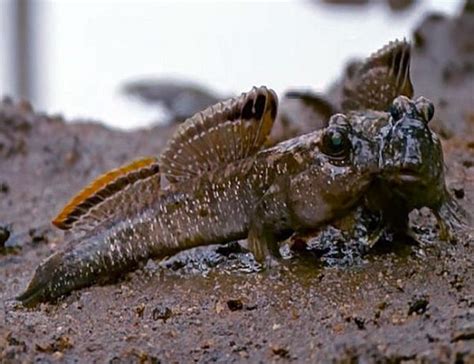 Indian Mudskipper Periophthalmus Septemradiatus for sale azgardens.com