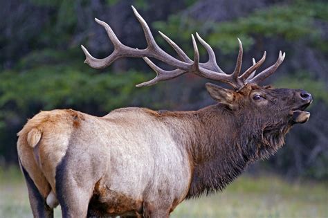 Bull elk, Bull, Elk pictures