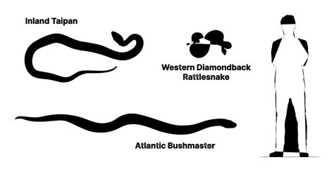 Inland Taipan (Oxyuranus microlepidotus) Dimensions & Drawings ...