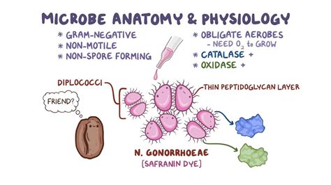 Neisseria gonorrhoeae: Video, Anatomy & Definition | Osmosis