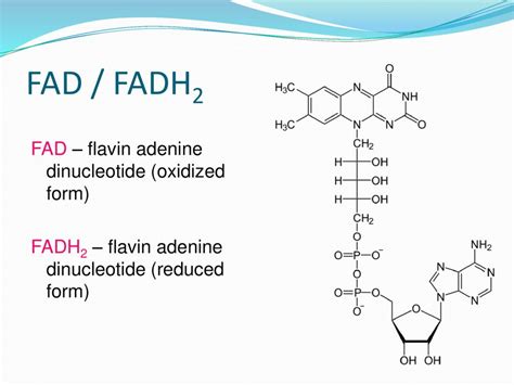 11 Unbelievable Facts About FAD (Flavin Adenine Dinucleotide) - Facts.net