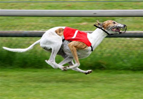 Greyhound dog competitions photo and wallpaper. Beautiful Greyhound dog ...