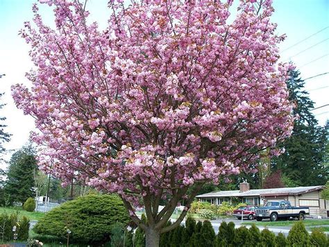 Cherry Blossom Tree - Trees Photo (19838734) - Fanpop