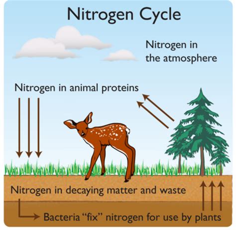 # 66 The nitrogen cycle | Biology Notes for A level