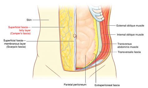 Visceral Fat vs. Subcutaneous Fat — What's the Difference? - Peter Attia