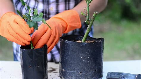 Growing Plants by Stem Cuttings