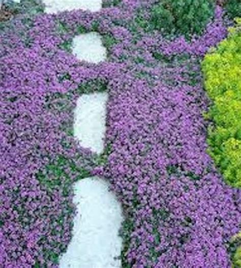 300 Pcs Ground Cover Creeping Thyme Seeds-THYMUS SERPYLLUM- -Magic ...