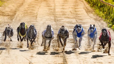 The biggest greyhound races around the world each year