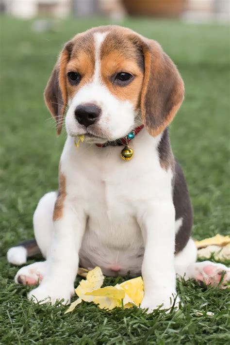 Beagle Puppies (25 Beautiful Beagles) - Talk to Dogs