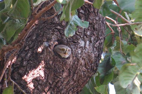 Forest Owlet Heteroglaux blewitti | Nature inFocus