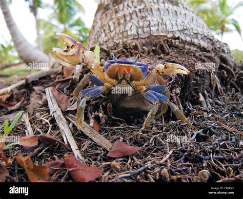 Mangrove crab hi-res stock photography and images - Alamy