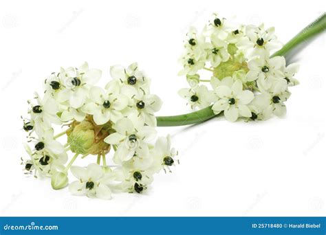 Star of Bethlehem flower stock photo. Image of cloeseup - 25718480