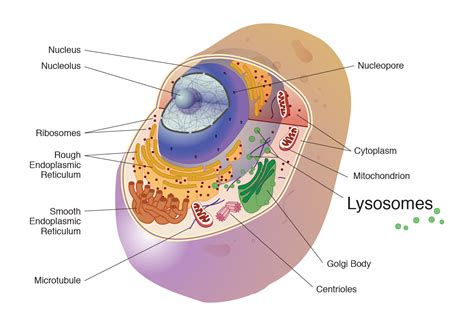 Lysosome