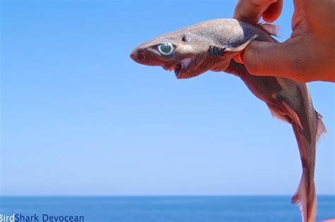 Biologists name new deep-sea shark species after 30 years of research ...