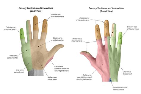 R1.65 Detailed hand anatomy - by Isabella Wu MD MPH