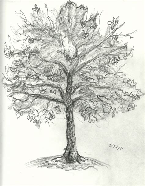 Brandon Orden: Tree Drawings