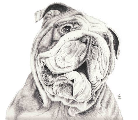 8x10" graphite pencil drawing of a bulldog www.kberriganart.com ...