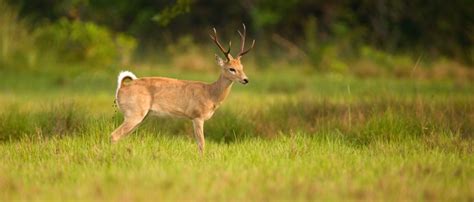 Pampas deer (Ozotoceros bezoarticus) by Murray Thomas - Wild Deer ...