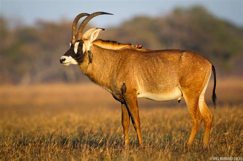 Roan Antelope | Will Burrard-Lucas