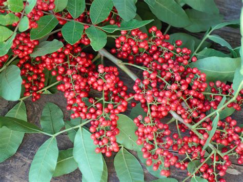 Invasive species: Floridians from spearfishers to scientists fight back