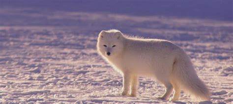 Arctic Wildlife: Discover the Animals of the Arctic Circle - TourRadar