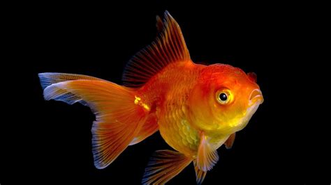 Download Animal Goldfish HD Wallpaper