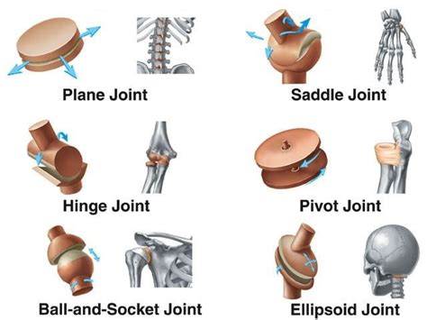 Joints types & function, Nerve supply of joints and general features of ...