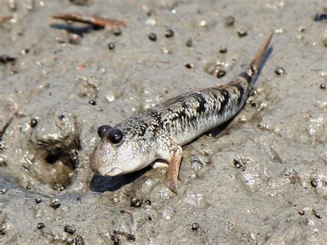 Mudskippers: Unusual Fish That Live on Land and in Water | Owlcation