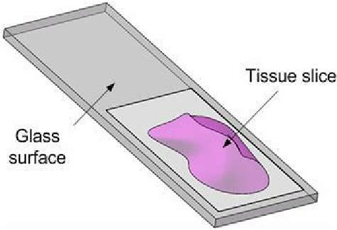 Diagram of tissue slide. | Download Scientific Diagram