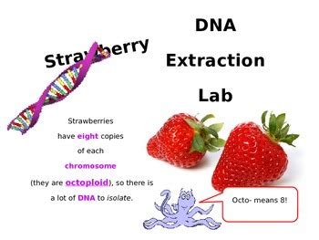 Strawberry DNA Extraction Lab by Powerful Points | TPT