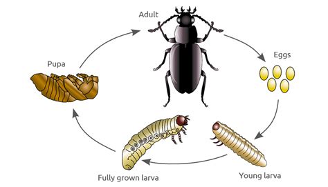 Ground Beetle Life Cycle